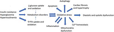 Signaling Pathways Related to Oxidative Stress in Diabetic Cardiomyopathy